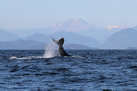 Vancouver: Catamaran Whale Watching Tour, Granville Island