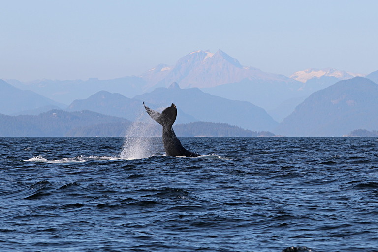 Vancouver: Catamaran Whale Watching Tour, Granville Island