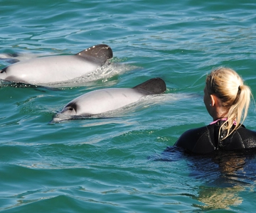 Akaroa : Nager avec des dauphins sauvages