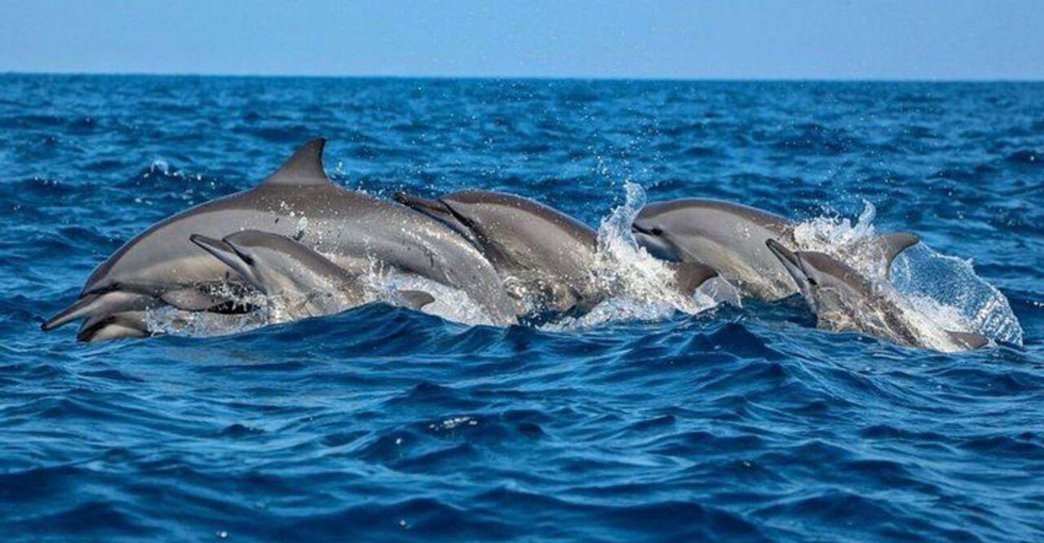 Dolphin Watching in Kalpitiya - Housity