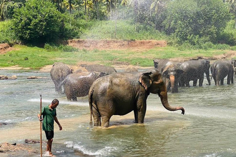 Sacred Highlands: South to All-Inclusive Kandy Full Day Trip