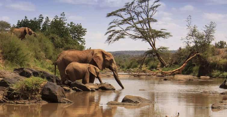 Tage Kenia Budget Safari Nach Tsavo Ost West Und Amboseli Getyourguide