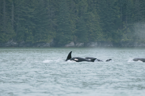 Vancouver: Catamaran Whale Watching Tour, Granville Island