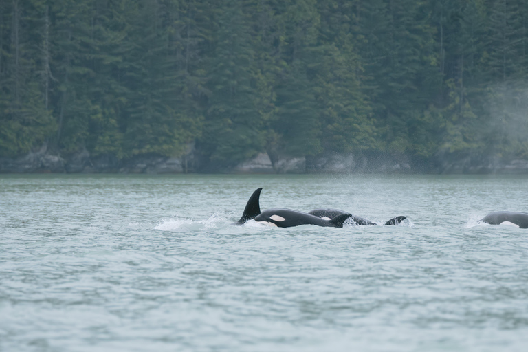 Vancouver: Catamaran Whale Watching Tour, Granville Island