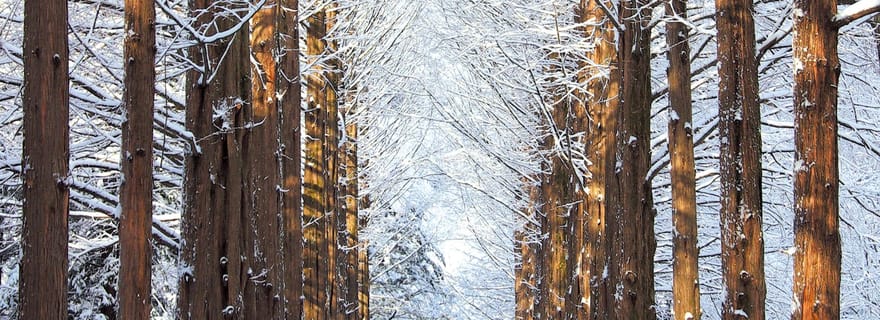 Service de navette de Séoul vers/depuis l'île de Nami