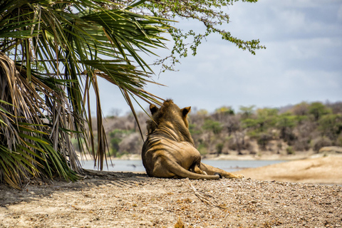Z Zanzibaru: 2-dniowe safari w Selous z lotami i spacerem po buszuZanzibar: Selous 2-Day Safari with Flights &amp; Bush Walk