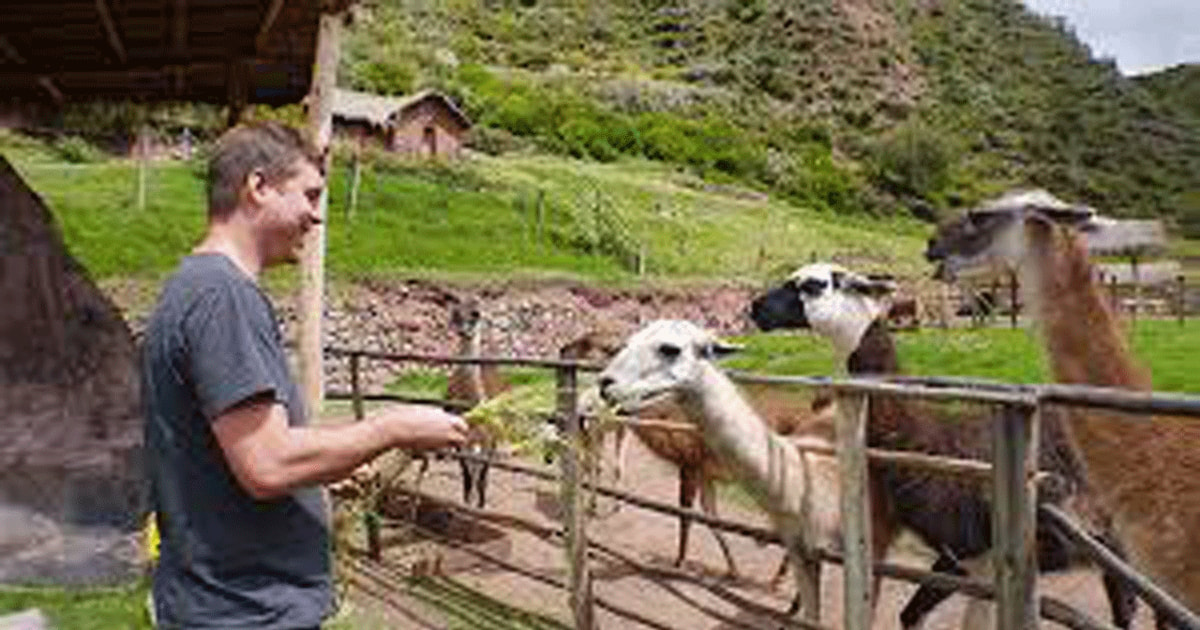 Cusco Awana Cancha Round Trip With A Hour Wait Getyourguide