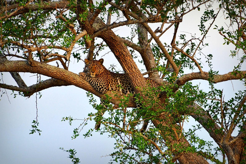 从桑给巴尔出发：米库米 2 日野游、马赛村和航班