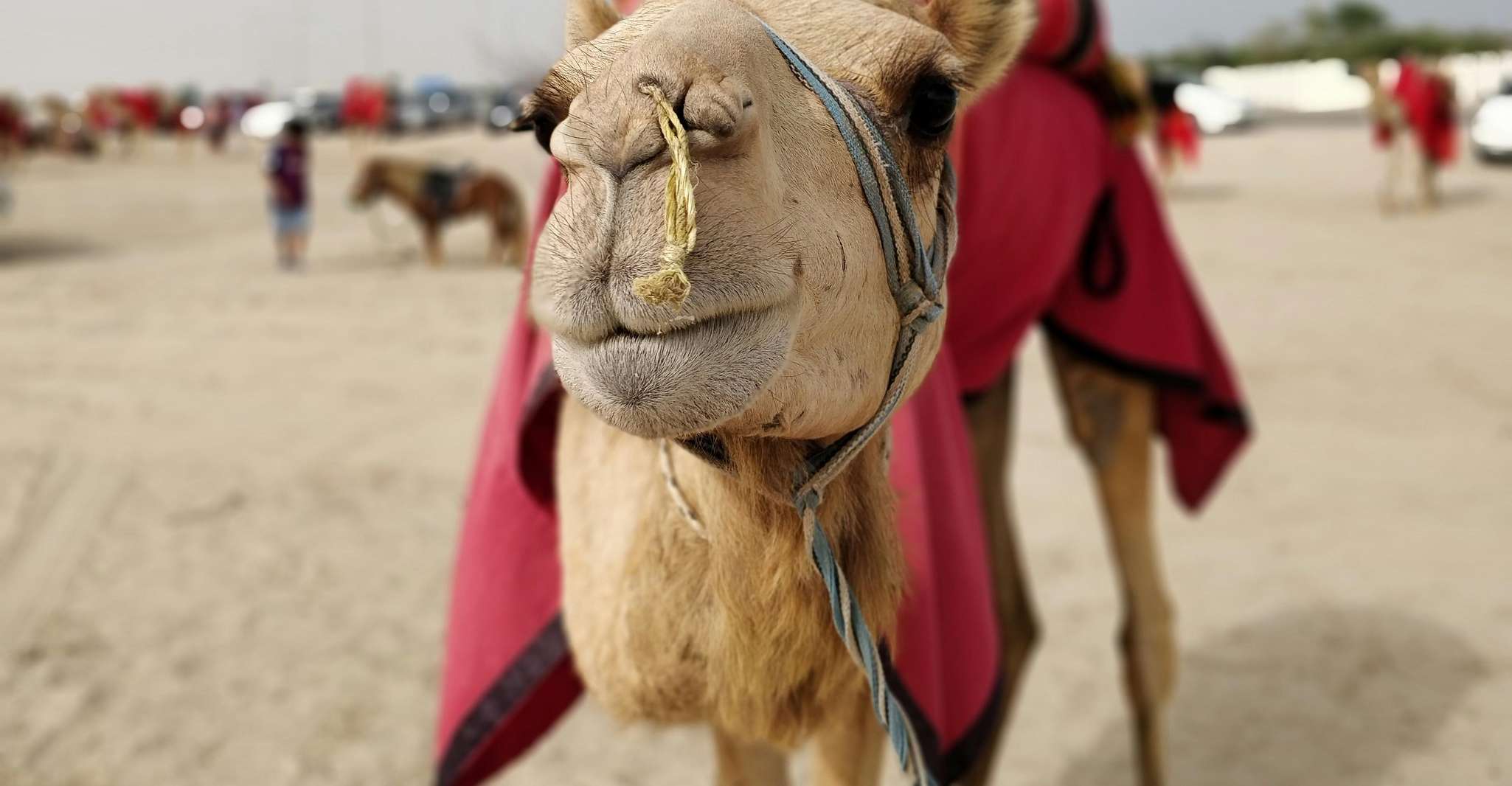 Qatar: Desert Safari, Camel Ride, Inland sea, Sandboarding photo 10