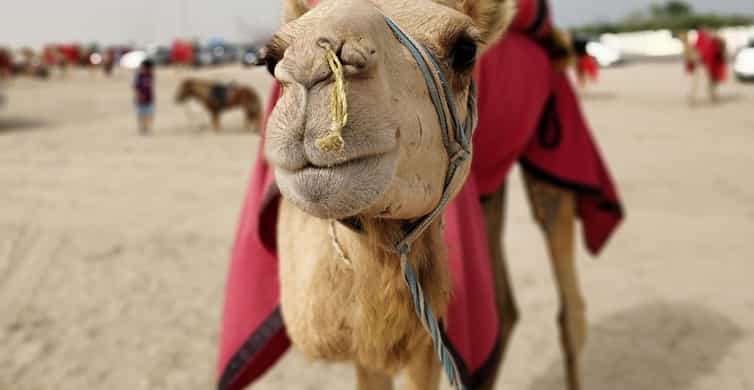 Qatar: Desert Safari, Camel Ride, Inland sea, Sandboarding photo 10