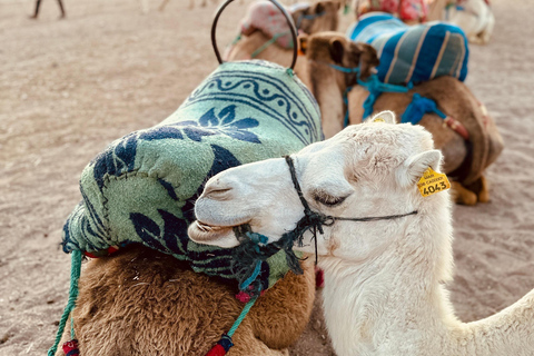 Marrakesz: Agafay Quad Tour z przejażdżką na wielbłądzie, kolacją i pokazemMarrakesz: Agafay Desert Quad Bike, Przejażdżka na wielbłądzie i Dinner Show