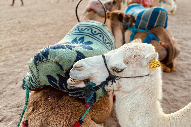 Marrakesz: Agafay Quad Tour z przejażdżką na wielbłądzie, kolacją i pokazemMarrakesz: Agafay Desert Quad Bike, Przejażdżka na wielbłądzie i Dinner Show