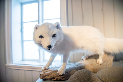 From Isafjordur: Arctic Fox Centre Guided Bus Tour