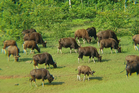 Übernachtung, Periyar Wildlife Tour mit Elefantenbad