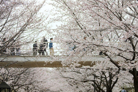 Seoul: K-Pop & K-Culture Highlights Small Group Tour Hongik uni station Exit no3