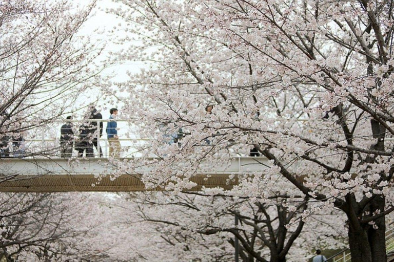 Seoul: K-Pop & K-Culture Highlights Small Group Tour Hongik uni station Exit no3