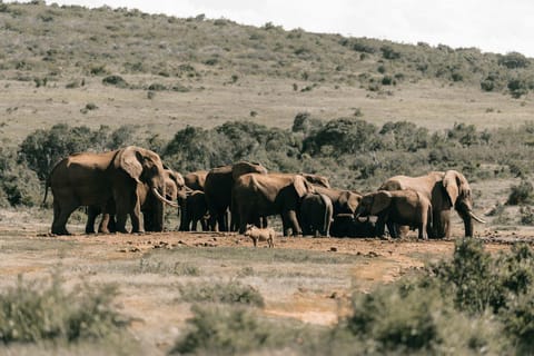 Sunset Safari at the big 5 Game Reserve