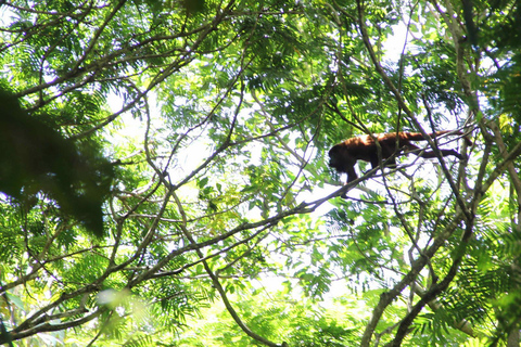 Pantano de Nariva: Experiencia de observación de monos