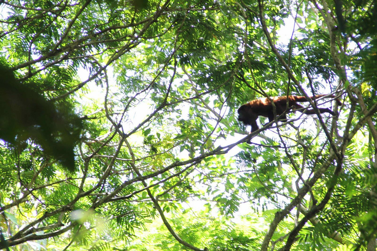Pantano de Nariva: Experiencia de observación de monos