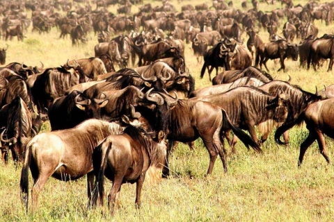 7 Daagse Tanzania Beste Migratie Safari