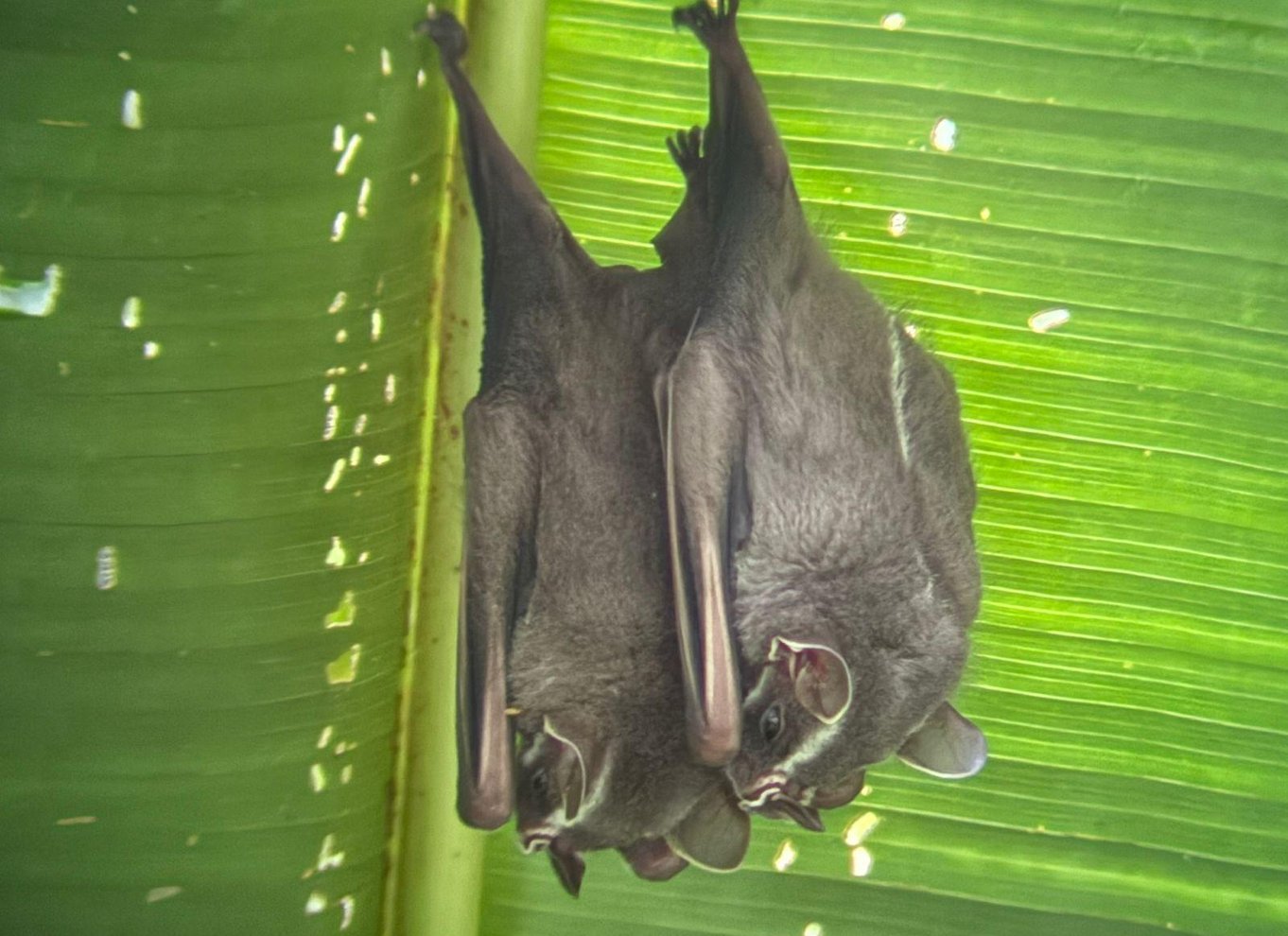 Manuel Antonio Nationalpark: Guidet tur med ENTRÉ INKLUDERET