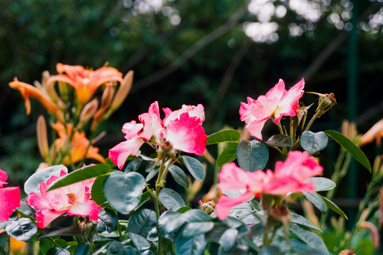 From Paris: Giverny & Impressionism Private Tour