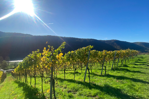 Pommern/Moselle : dégustation de vins chez le vigneronPoméranie/Moselle : dégustation de vin chez le vigneron
