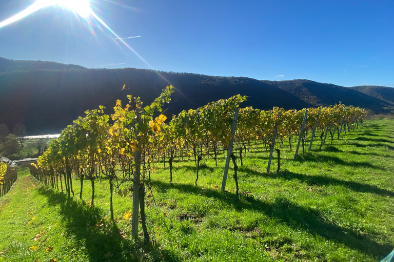 Pommern/Moselle : dégustation de vins chez le vigneronPoméranie/Moselle : dégustation de vin chez le vigneron