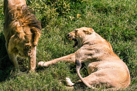 From Zanzibar: 2-Day Serengeti Park Safari Tour with Flights