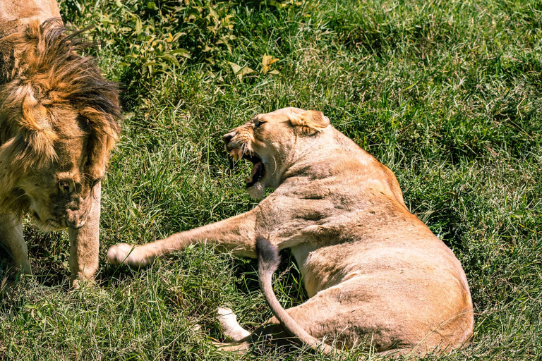 From Zanzibar: 2-Day Serengeti Park Safari Tour with Flights