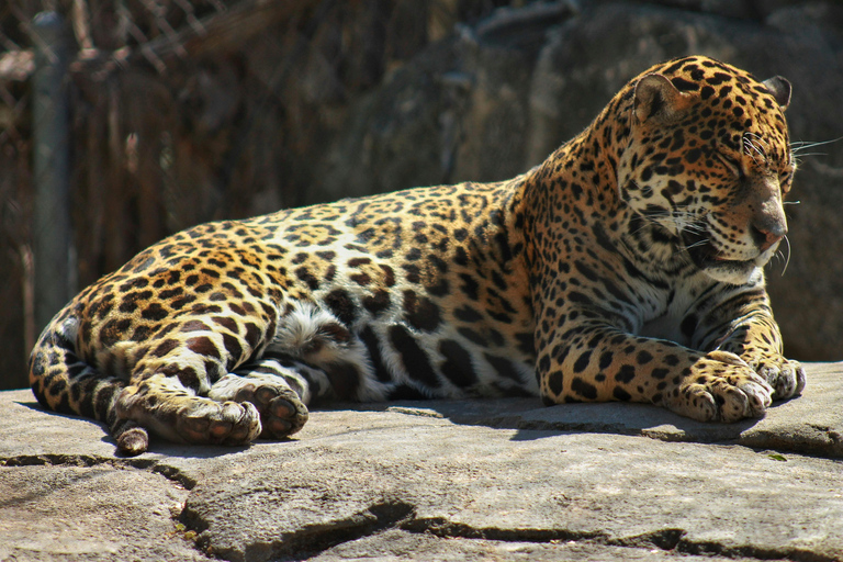 Jodhpur To Udaipur: Ranakpur Temple & Jawai Leopard Safari