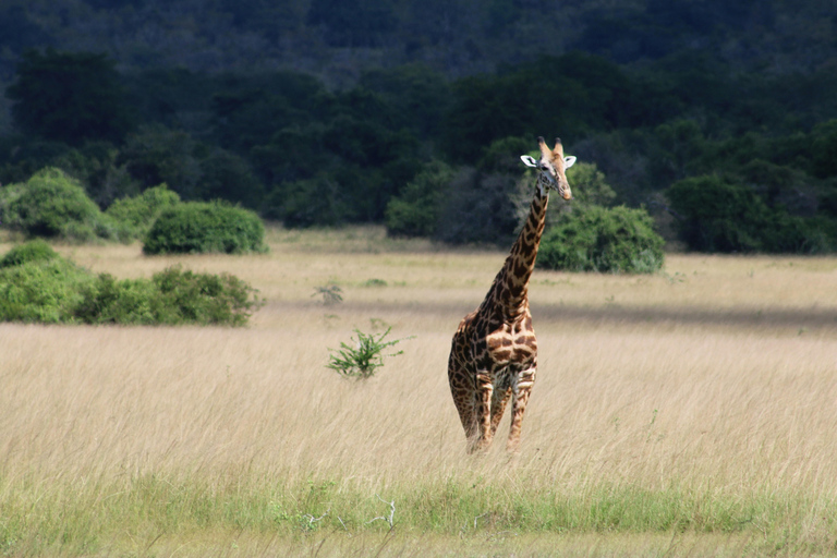 3-Days Murchison Falls National Park