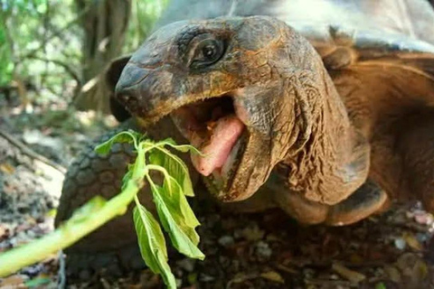 Zanzibar:Visite Privée à l’Île de la Prison avec les Tortues