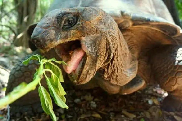 Zanzibar:Visite Privée à l’Île de la Prison avec les Tortues
