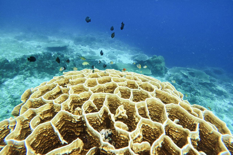 Bohol: Turtle Sanctuary Snorkeling Boat Tour with Lunch