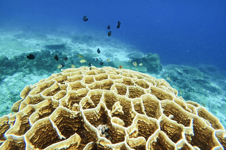 Bohol: Turtle Sanctuary Snorkeling Boat Tour with Lunch