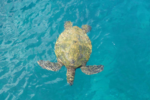 Safari privé en jeep incluant la baie des tortues et les chutes d&#039;eau d&#039;Adonis