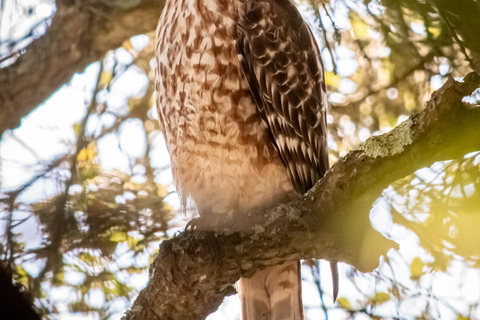 San Francisco: Golden Gate Park Wildlife Tour