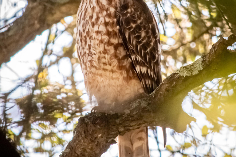 San Francisco: Golden Gate Park Wildlife Tour