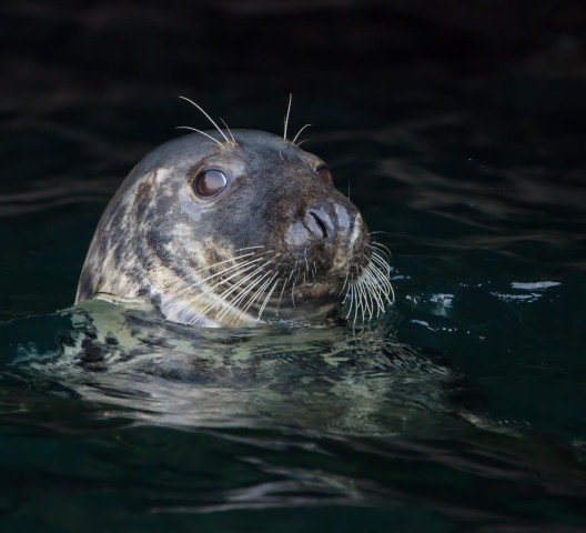 Visit 1 hour Seal Safari in Cornwall, UK