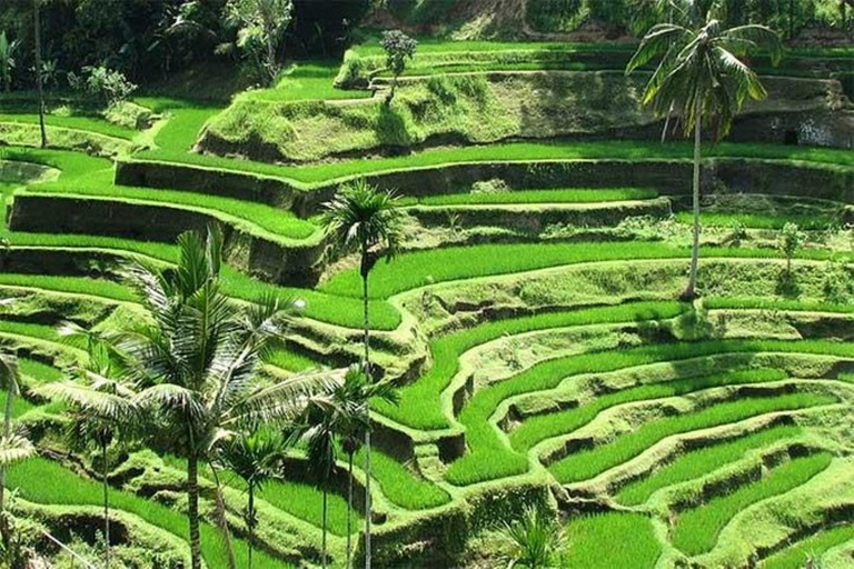 Floresta de macacos de Ubud, templo, terraço de arroz e balanço na selvaPasseio em Ubud - Tudo incluído