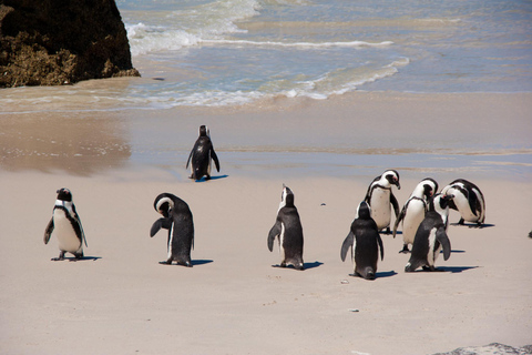 Cidade do Cabo: Excursão particular de 1 dia à Península do Cabo com guia local
