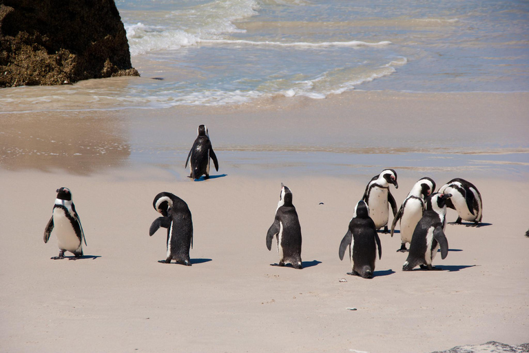 Cidade do Cabo: Excursão particular de 1 dia à Península do Cabo com guia local