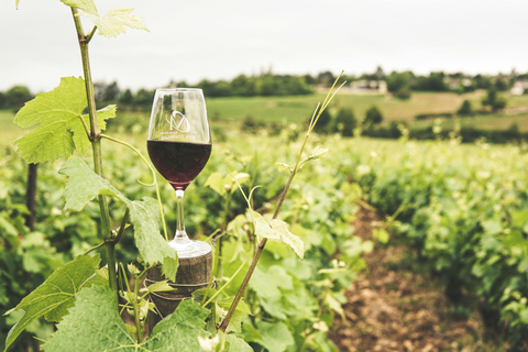 Från Bordeaux till Saint Emilion med gruscykel - vinprovning