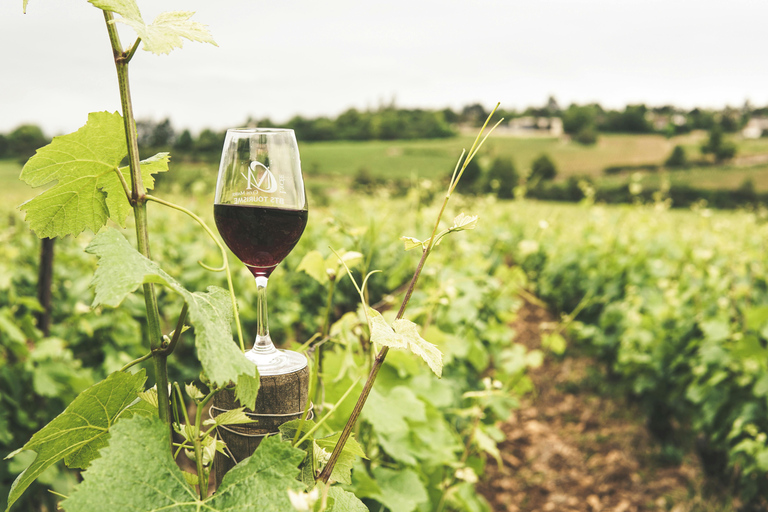 Von Bordeaux nach Saint Emilion mit dem Schotterfahrrad - Weinverkostung