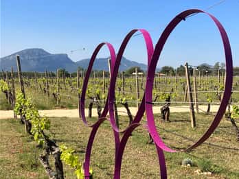Vineyard Tour and Wine Tasting