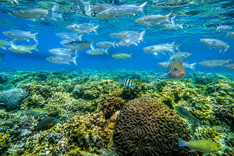 Cebu: 2-Day Camping, Kawasan & Moalboal Adventure