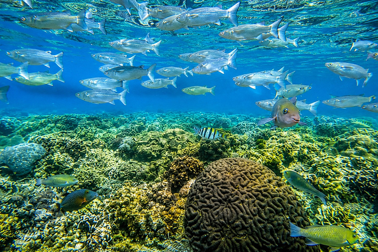 Cebu: 2-Day Camping, Kawasan & Moalboal Adventure