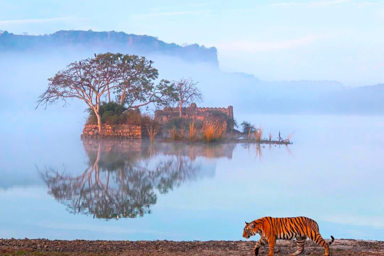 Desde Jaipur : Excursión de 2 días y 1 noche al Safari del Tigre de RanthamboreExcursión con Safari Ranthambore compartido por 2 personas