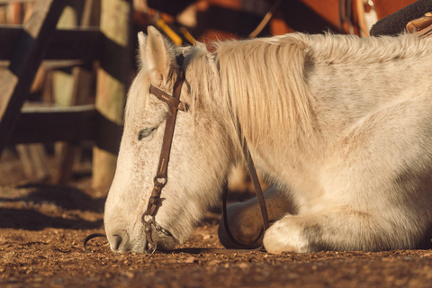 Patagonian Experience – Horseback Riding & Traditional Asado My Patagonian Experience – Horseback Riding & Traditional Asado